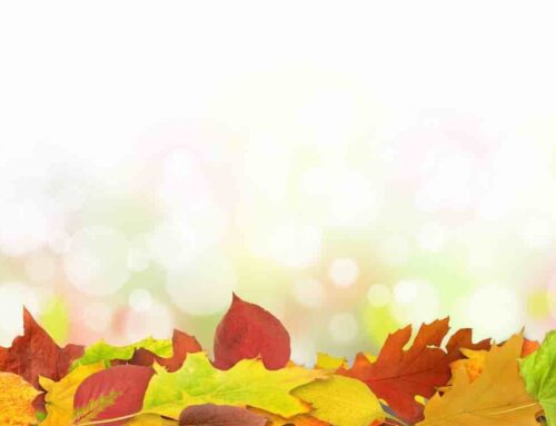 Herbstlaub Verkehrssicherungspflicht